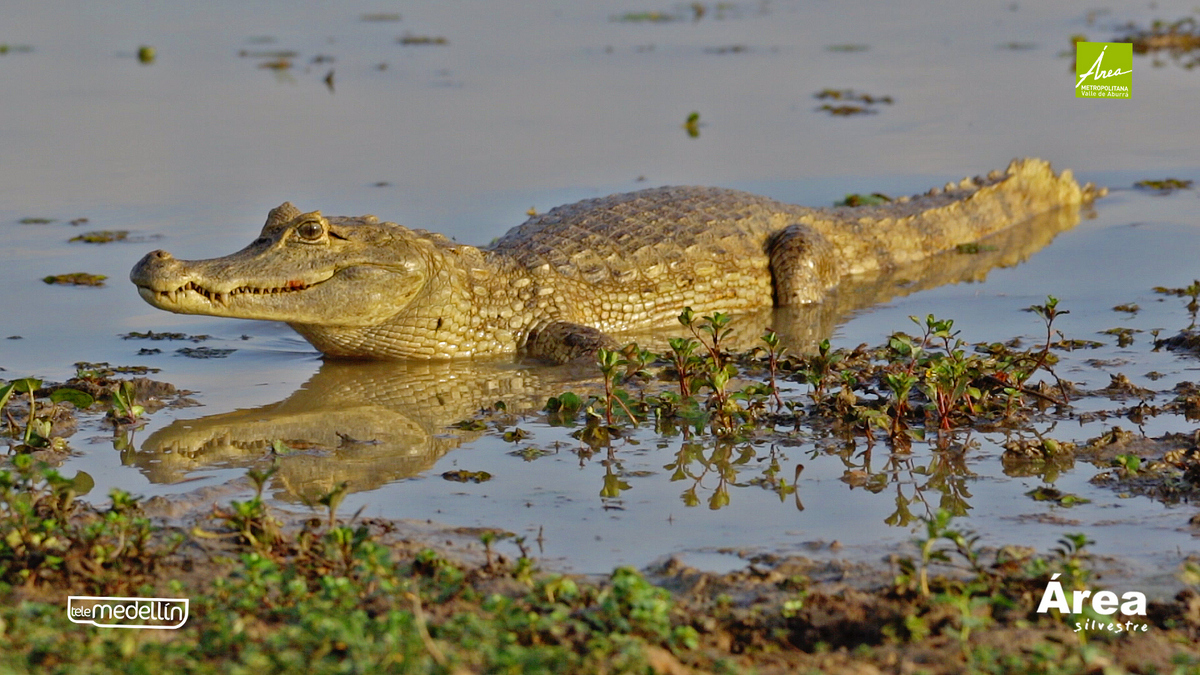Caiman crocodilus - CAIMAN DE ANTEOJOS.jpg