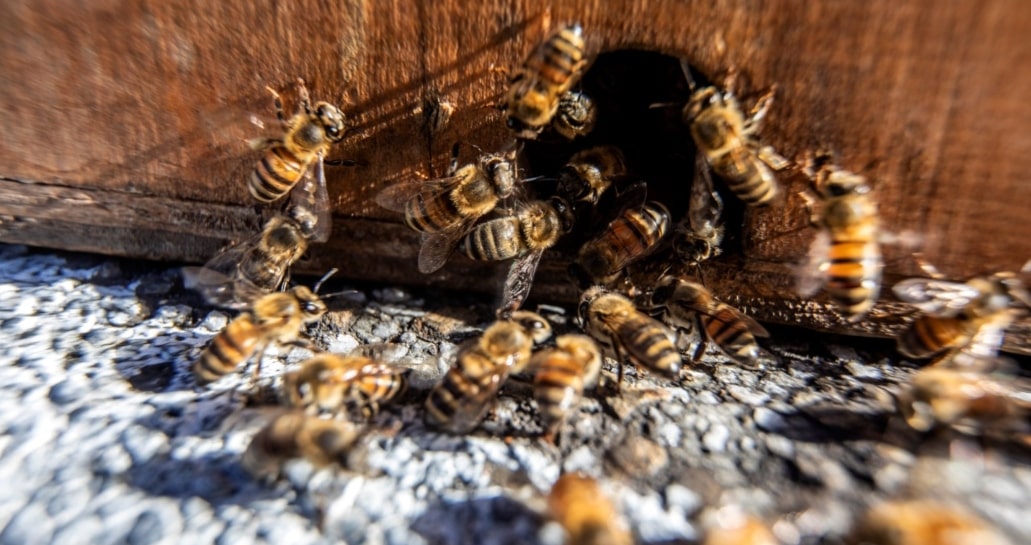 Las abejas son de los insectos que se encuentran en peor etapa de extinción. Foto: metropol.gov.co.   