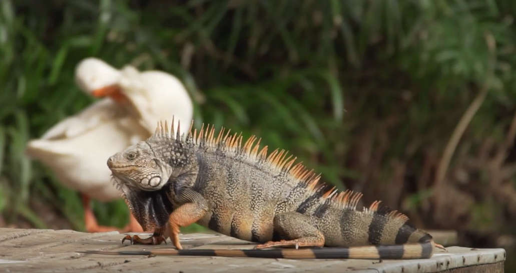 Páginas Especies introducidas