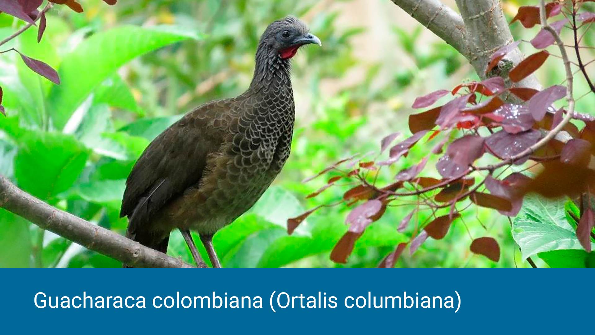 guacharaca-colombiana-(ortalis-columbiana)-ebird.jpg