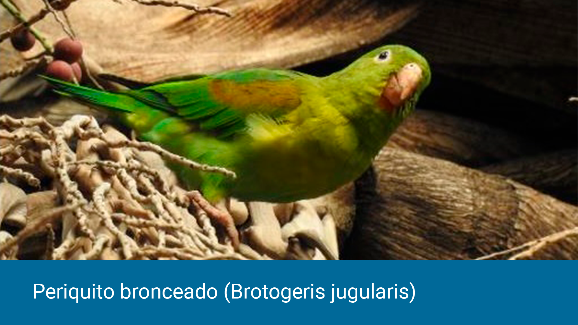 periquito-bronceado-(brotogeris-jugularis).jpg