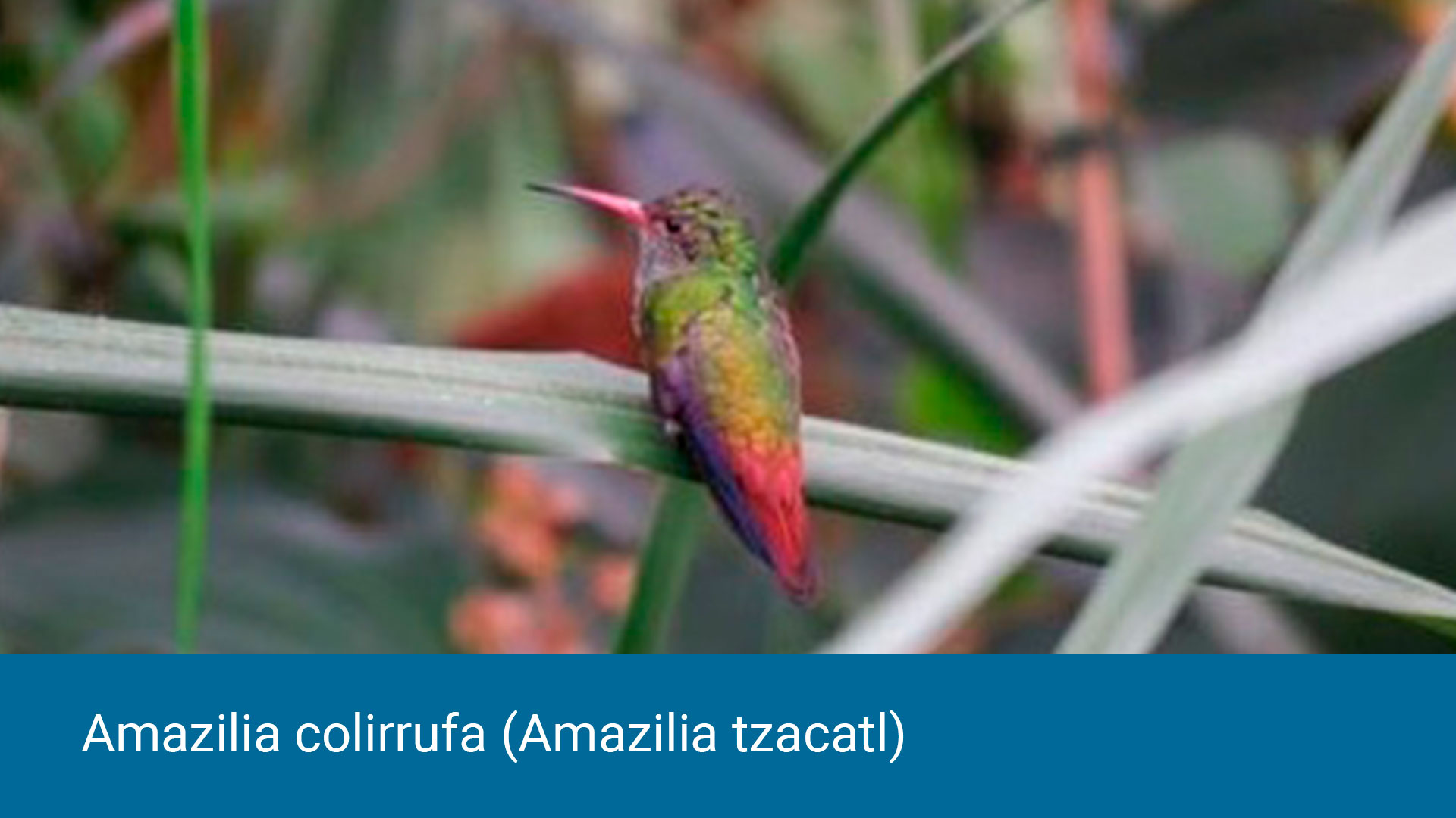 amazilia-colirrufa-(amazilia-tzacatl).jpg