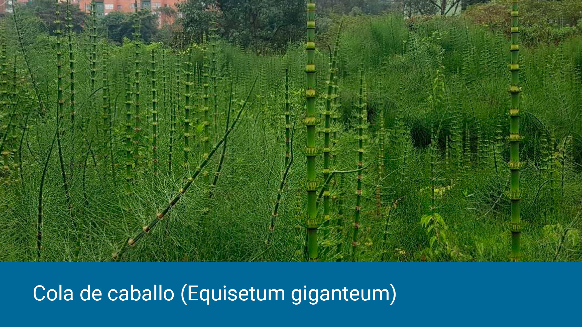 VOC_Cola-de-caballo-(equisetum-giganteum).jpg